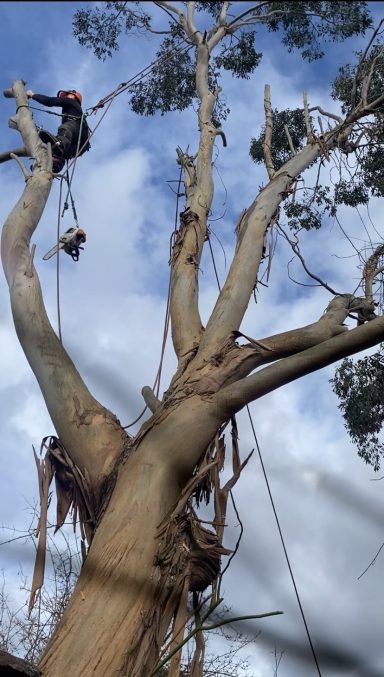 Tree Surgery